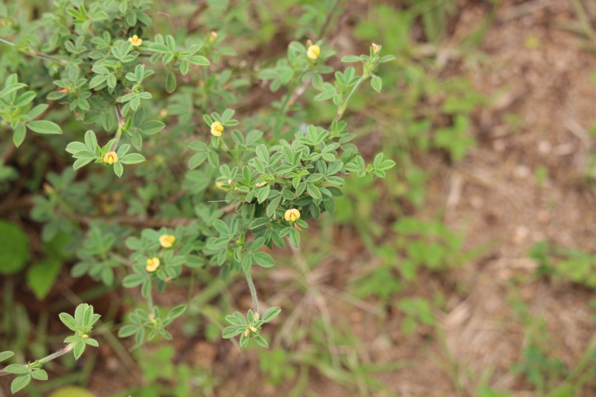 Stylosanthes fruticosa (Retz.) Alston